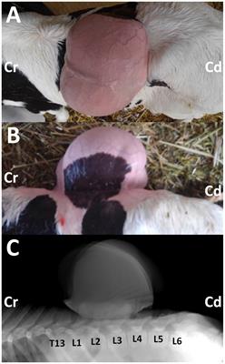 Case report: Diagnosis and treatment of pulmonary choristoma in a newborn calf